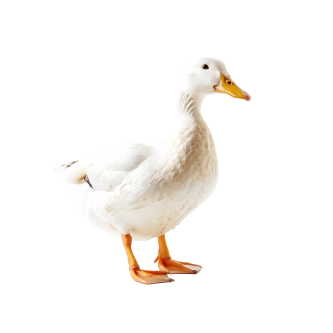 White duck png transparent