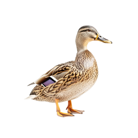 Duck png images free