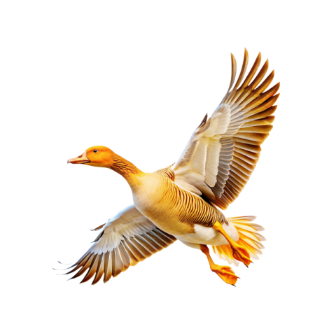 Duck png images download