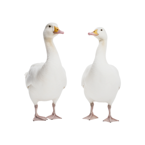White duck png free download