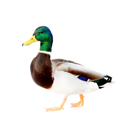 Duck vector png images free download