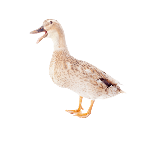 Duck png background