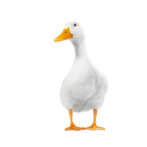 White duck png free