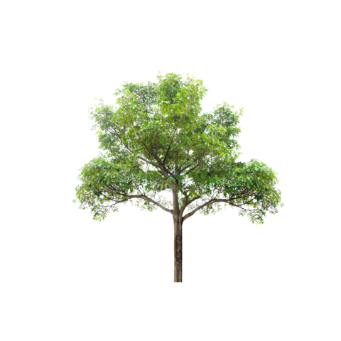 Tree png