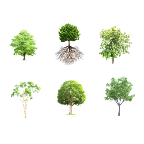 Tree png hd