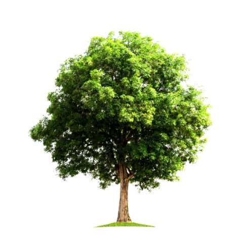 Clipart tree png