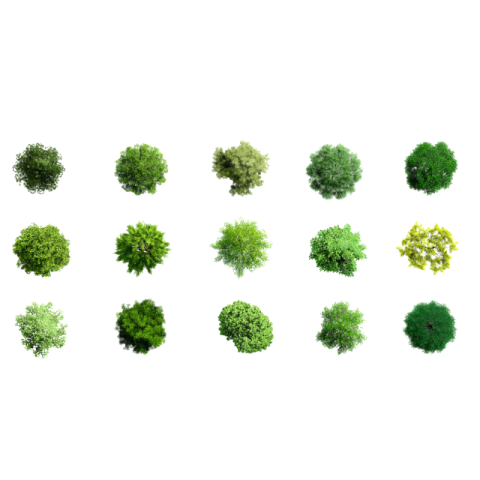 Tree png background