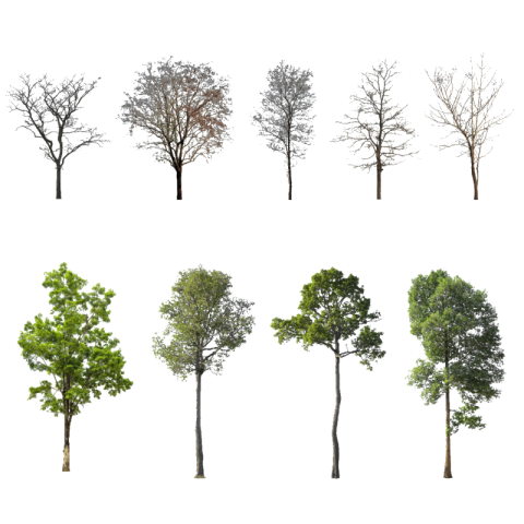 Tree png hd