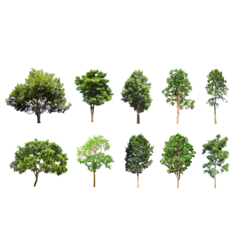 Tree png image