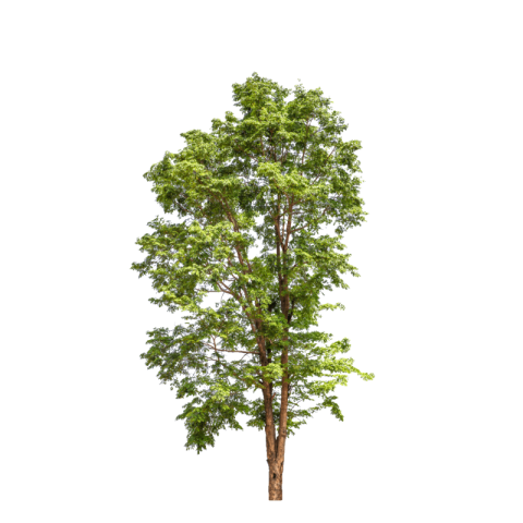 Tree png image clipart