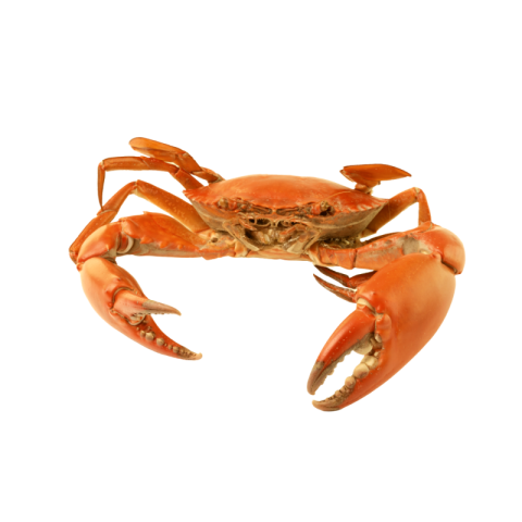 Crab png