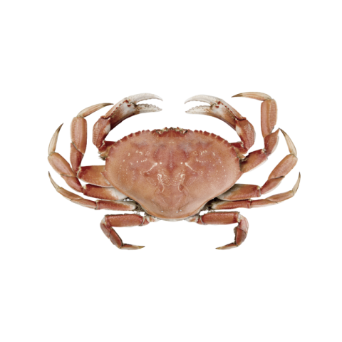 Crab png transparent