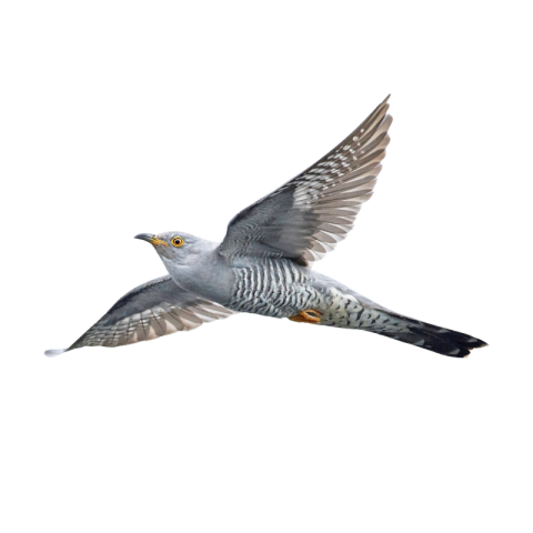 Cuckoo png
