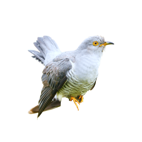 Cuckoo png image