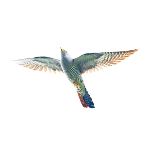 Png Cuckoo bird