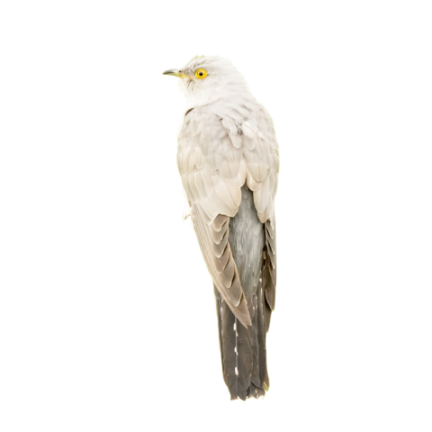 Cuckoo png transparent