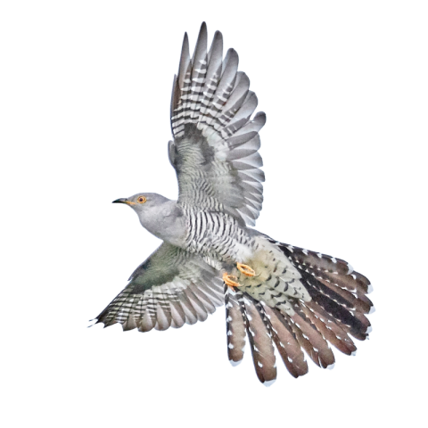 Cuckoo png background