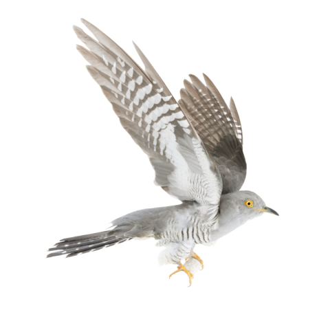 Cuckoo png free