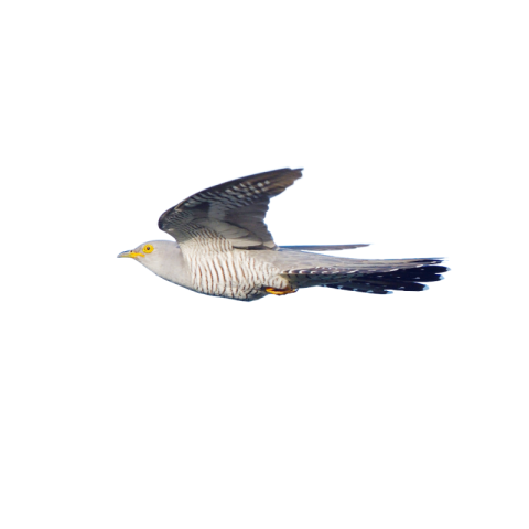 Cuckoo png image download free