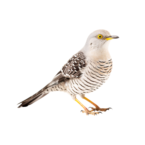 Cuckoo png image free download