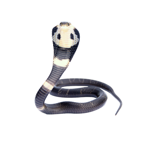 Cobra png