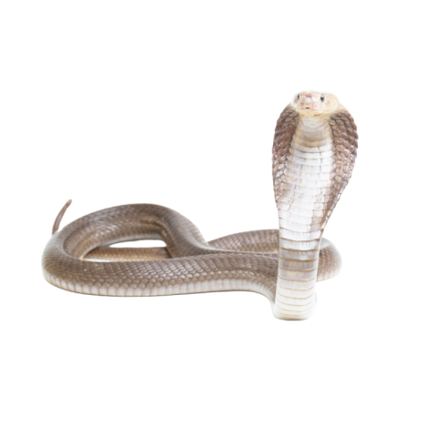 Cobra png images
