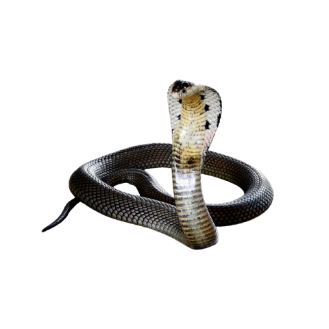 Black cobra png