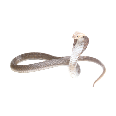 Cobra png transparent