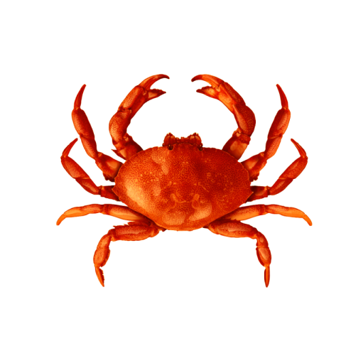 Crab png transparent