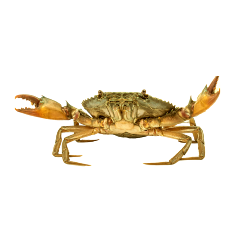 Crab png transparent background