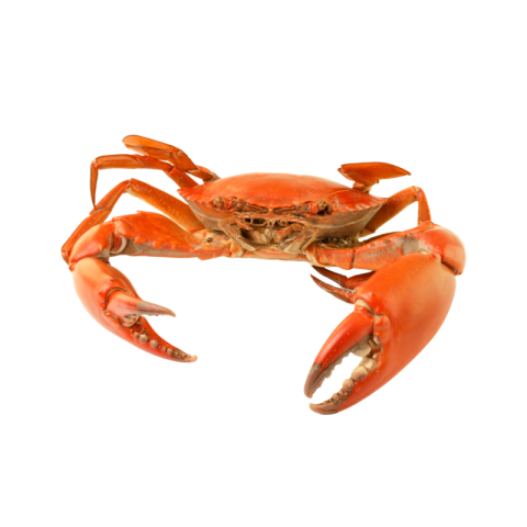 Crab png Transparent images