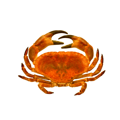 Crab png free