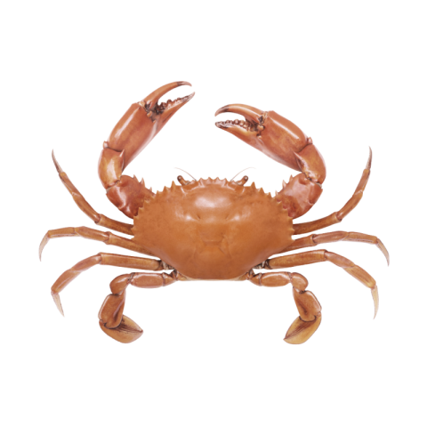 Crab png download
