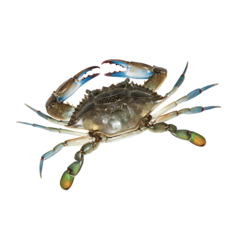 Blue crab png transparent