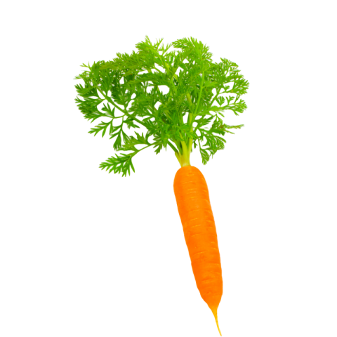Single carrot png image