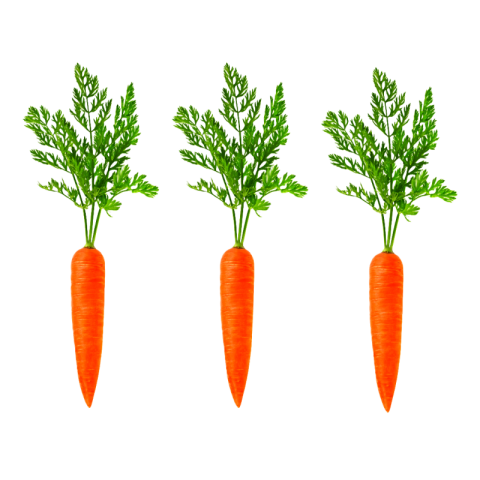Carrot png hd