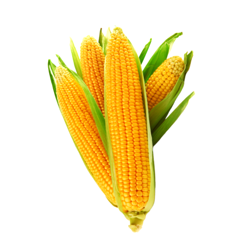 Corn png