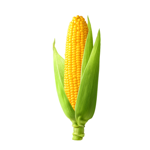 Corn png transparent background
