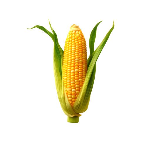 Corn png transparent download