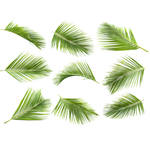 Coconut tree leaf png