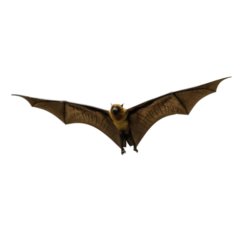 Bat png