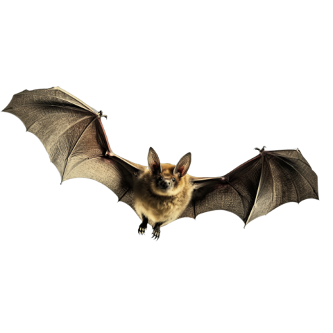 Bat png transparent