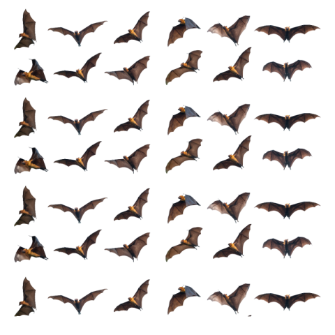 Transparent bat png