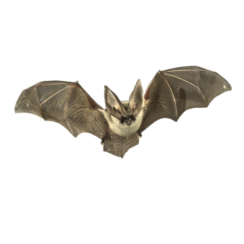 Bat png Images