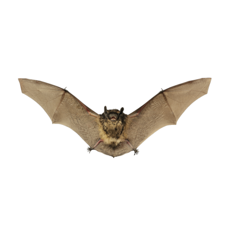 Bat png download