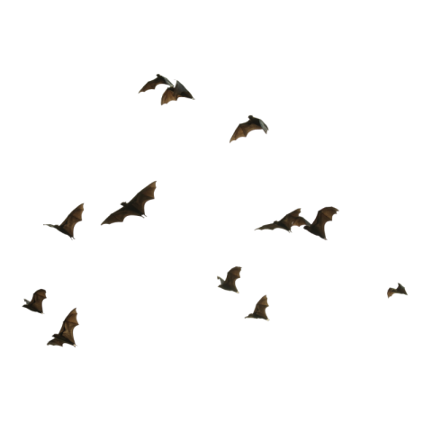 Bat png images