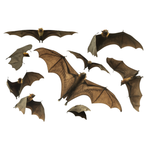 Bat Png Image Free download