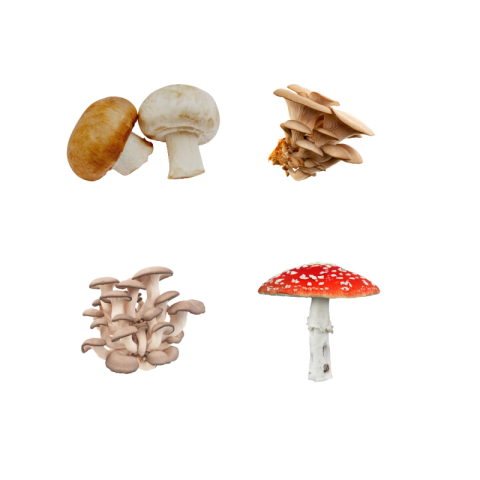 Mushroom png