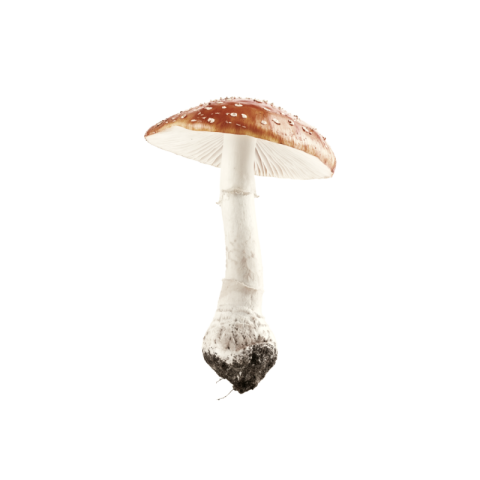 Mushroom png transparent