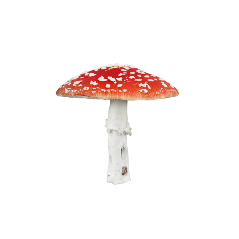 Transparent mushroom png